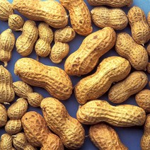 23년 햇 피땅콩 자연그대로, 햇땅콩 1.0kg