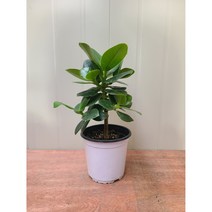 크루시아 / 랜덤 발송 / 나무 높이만 25~30cm내외, 1개