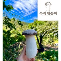 부자새송이버섯, 실속형 세트 특 2kg