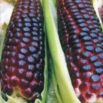 [유앤아이쇼핑] 흑 옥수수씨앗 찰옥수수 씨앗 식물 종자 열매 20g 792EA, 유앤아이쇼핑 본상품선택