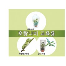 호랑나비 키우기 교육용