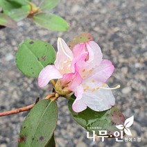 [나무인] 소엽만병초 핑크색 포트묘