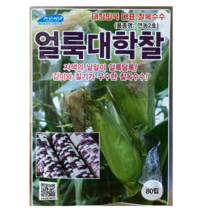 얼룩대학찰씨앗 80립괴산옥수수 연농2호옥수수종자