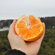 제주 진우네 한라봉 못난이한라봉 노지 하우스 가정용 선물세트 3kg 5kg, 한라봉 5kg 가정용(소과)