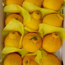 [제주직송} 제주 한라봉 제주도 제철 2kg 3kg 5kg 선물용 가정용, 5kg 가정용_중소_22과 내외