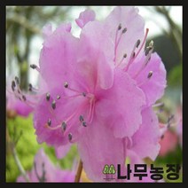 (나무농장) 진달래 키 30cm 내외 플러그묘 ( 2주묶음 )