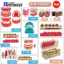 치아 모형 재료상 입모형 칫솔질 모형 치아 치과 충치 교구 치아모델 구강모델 치과표준 치아, 01 3번 레귤러 리페어 모델 1개