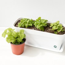 피플랜트 레몬밤 화분 허브 키우기, 초코민트