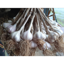 의성마늘왕 의성 토종마늘 김장용 저장용 마늘한접, 1box, 2kg(중) 75~85개