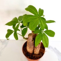 파키라(3촉) 실내공기정화식물 공기청정식물 파키라키우기, 단품, 단품