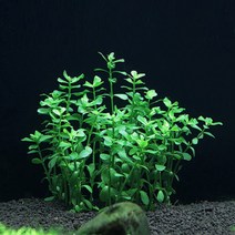 [바보사랑] (후경수초) 바코파 몬니에리 5촉, 상세 설명 참조, 상세 설명 참조