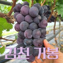 고당도 김천 거봉 포도 당일수확, 김천거봉 3kg 5~6수, 1박스