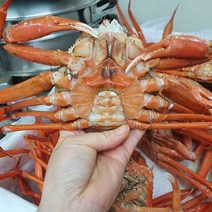 포항 구룡포 자숙 박달홍게 10마리