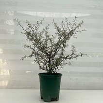 [다은꽃농원]마오리코로키아 그린 대품 크로키아 키우기쉬운 실내공기정화식물 인테리어