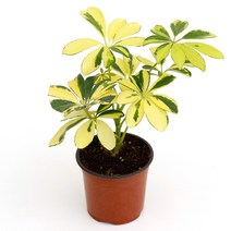 실내공기정화식물 120종 꽃 화분 미세먼지제거 아레카야자 해피트리 금전수, 모종포트, 칼라홍콩야자, 1개