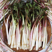 향긋한 겨울두릅 1KG 땅두릅, 1.5KG