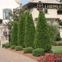 에메랄드그린 나무언니, 에메랄드그린 키150cm 분묘