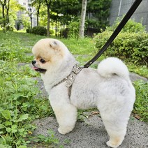 HUCAH 베이직 가죽 하네스, S