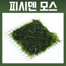 고니아쿠아 프리미엄 모스 활착판 4x4cm 수초