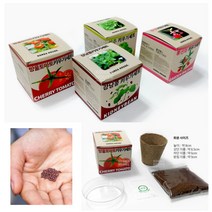 방울토마토키우기 어린이집 유치원 식목일 행사 반려식물 키트 봉선화 강낭콩 상추, 방울토마토