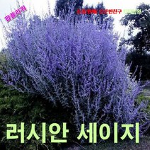 팝플라워 러시안세이지 (Russian Sage)씨앗 5립, 1개