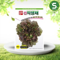 적생채 씨앗 300립 생채 상추 씨앗 아삭이 상추 종자, 1개