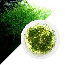 수초-무균 조직배양 윌로모스-열대어 어항 수중식물299990 L6