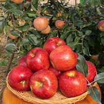 경북 청송 안동 부사 사과 3kg-5kg, 3kg, 중과(10-11과)
