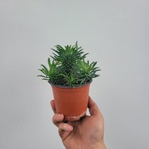 무배특가 인기다육 자구가있는 괴마옥 개마옥 자구 15-25cm 99