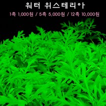 [수초아쿠아] 워터 위스테리아 초보수초 인기수초 구피 새우 은신처 어항수초 수초맛집 득템수초, 1촉