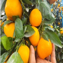 제주 초고당도 프리미엄 귤림원 타이벡 감귤 중대과 로얄과 2.5kg 4.5kg, 로얄과(2S/S/M)4.5kg