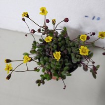 진주목걸이 (다육)