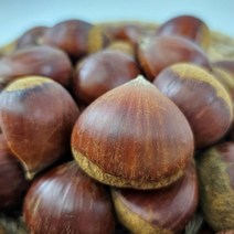 23년 국산 햇밤 생밤 1kg 2kg 3kg 5kg, 2kg(특대), 1개