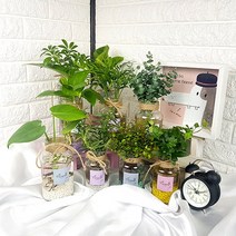 미스터허브 초보자용 수경재배식물 수경식물 수경화분 모종 키우기, 03_로즈마리