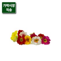 가락시장직송 쥬리안 30송이(식용), 단품
