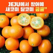 제주 금귤 낑깡 생과 금귤 정과만들기 3kg 1kg 750g 중대과
