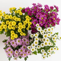 피플랜트 미니 국화 화분 꽃 소국 야생화 다년초 가을꽃, 미니국화(컬러랜덤) 기본포트, 1개