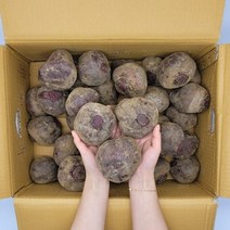 레드비트 10kg 국내산 햇 생 비트 뿌리 판매 진맛깔