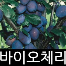 바이오체리/묘목/접목/1년(특)/1주/자두묘목/도시농부