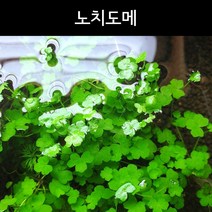 [수초아쿠아] 노치도메 / 초보수초 구피수초 어항수초, 10잎