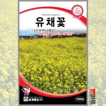 유채꽃 1000립 / 이년생 꽃씨 씨앗 화단 정원 꽃밭