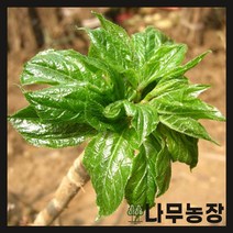 (나무농장) 가시오갈피나무 실생2년 묘목 ( 3주묶음 )