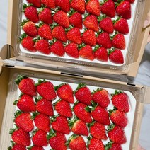 산지직송 프리미엄 논산 생 왕 죽향 딸기800g 1kg 1.6kg 2kg, 죽향1kg(특)