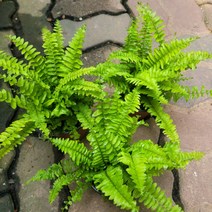 2개 형광보스턴 고사리 소품.15-25cm 105