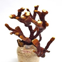 포천버섯 2개묶음 느타리버섯 노루궁뎅이버섯 녹각영지버섯, 녹각영지버섯2개