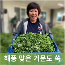 [신진농산] 여수 거문도 쑥 산지직송 해풍 맞은 생쑥 500g