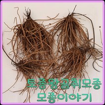 모종이야기 왕곰취모종1년생/ 토종곰취뿌리모종 주당500원, 30개