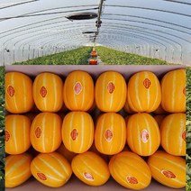 [ 산지직송 공주네 ] 성주참외 당도선별 꿀 참외 1kg 2kg 4kg 5kg 10kg 가정용 선물용 참외, 1box, 10.참외정품 선물용/대과 5kg