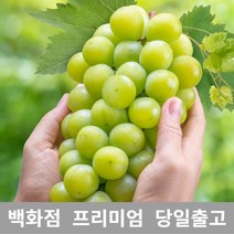 [특등급선별] 청포도 2.5kg 청포도묘목 청포도나무 가지포도 포도묘목 포도가격 샤인머스켓 샤인머스켓묘목 크림슨포도 수입포도 적포도 캠벨포도 코튼캔디포도 애플포도 블랙포도 씨없는, 1개