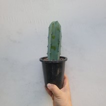 통통 용신목 용심목 중품 25~40cm 79